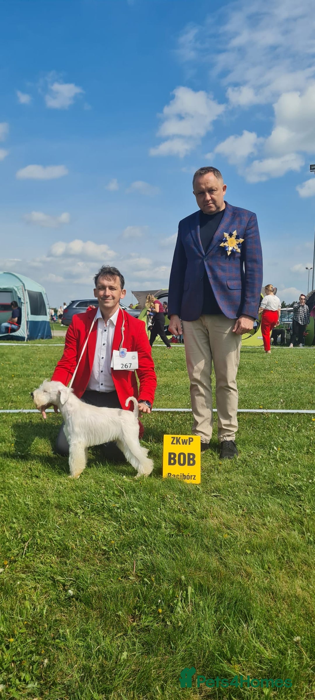 Miniature Schnauzer dogs for stud: Junior Champion of Poland 2024 in Preston - Image 5