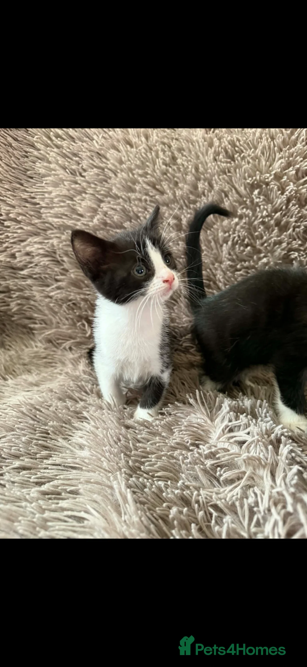 Mixed Breed cats for sale: 3 beautiful kittens  - Advert 11