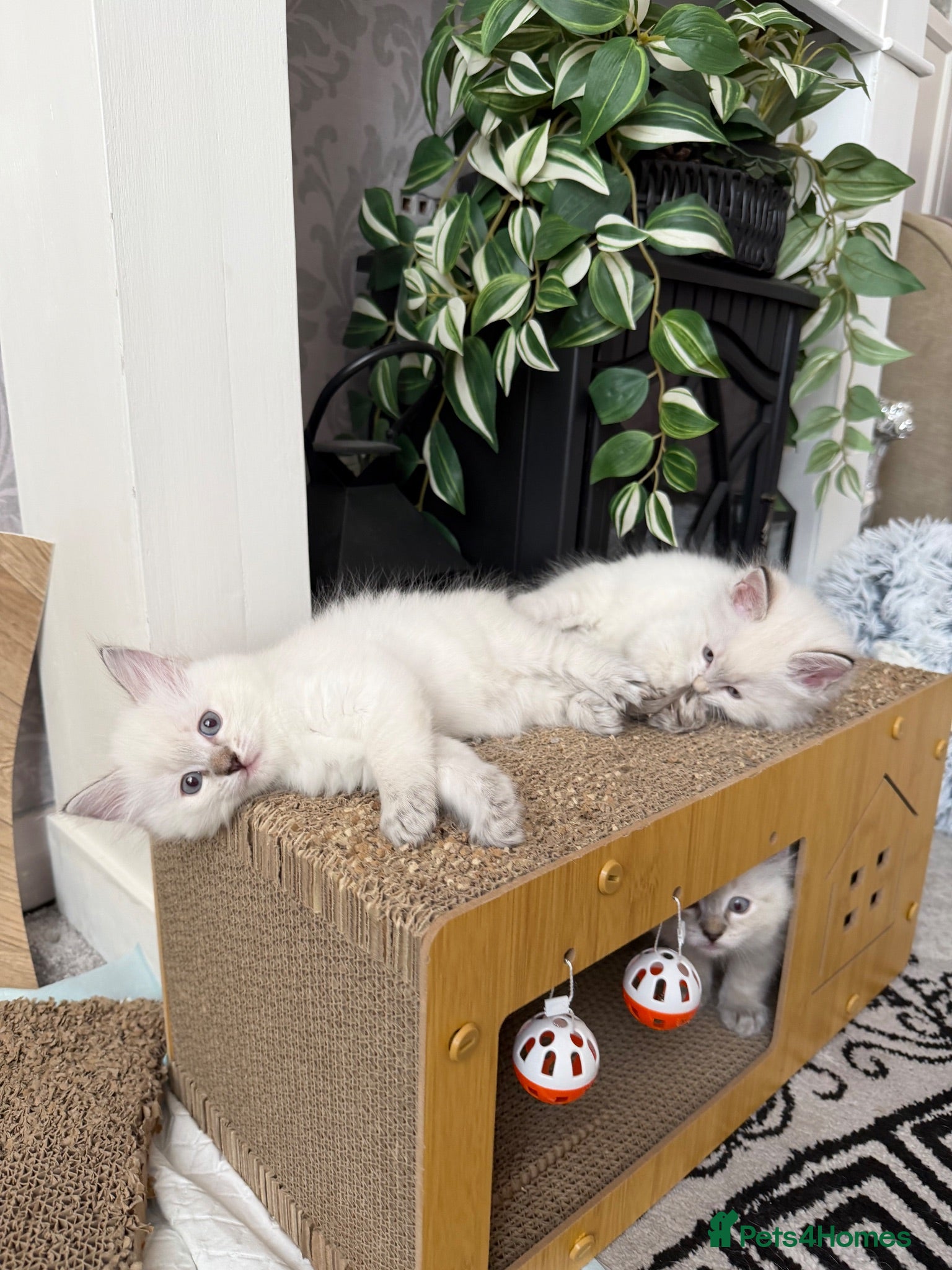 Ragdoll cats ✨Ragdoll Kittens for Sale - Advert 7