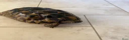 Hermann Tortoise reptiles for sale: 26 year old Hermann tortoise - Advert 9