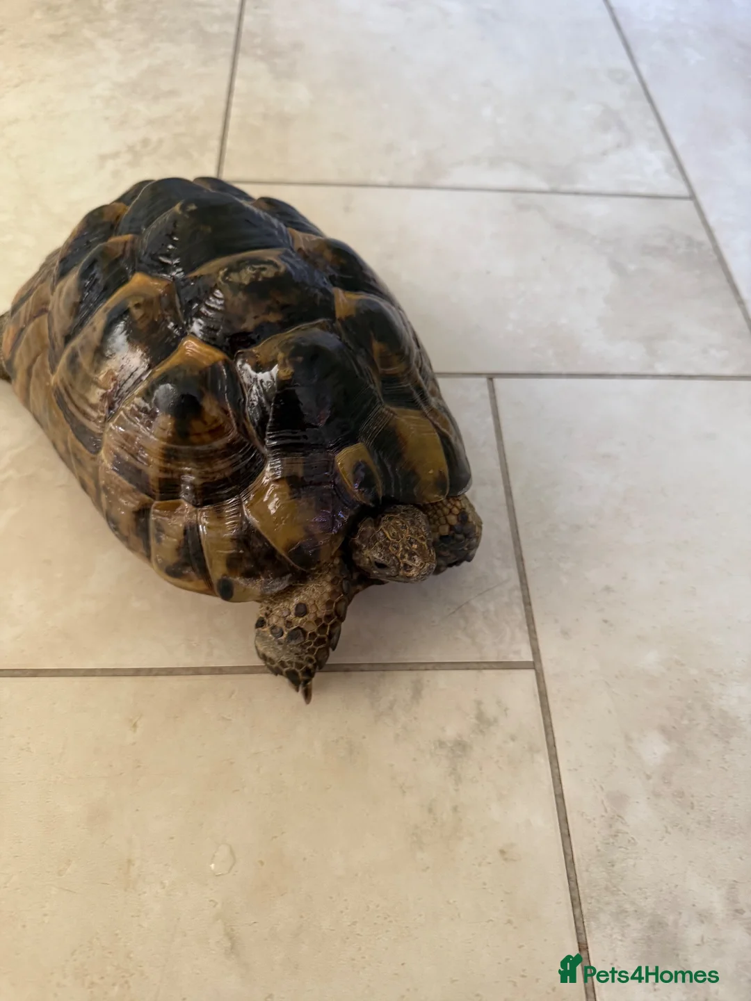 Hermann Tortoise reptiles for sale: 26 year old Hermann tortoise - Advert 9