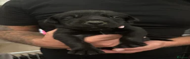 Labrador Retriever 10