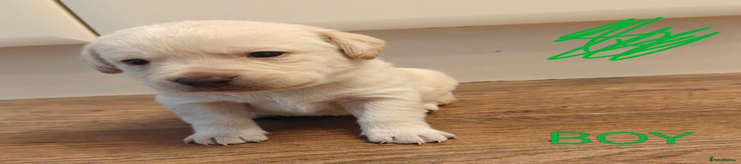 Labrador Retriever Puppy 5
