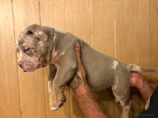American Bully dogs *REDUCED* ABKC Pocket Bully Male - Advert 3