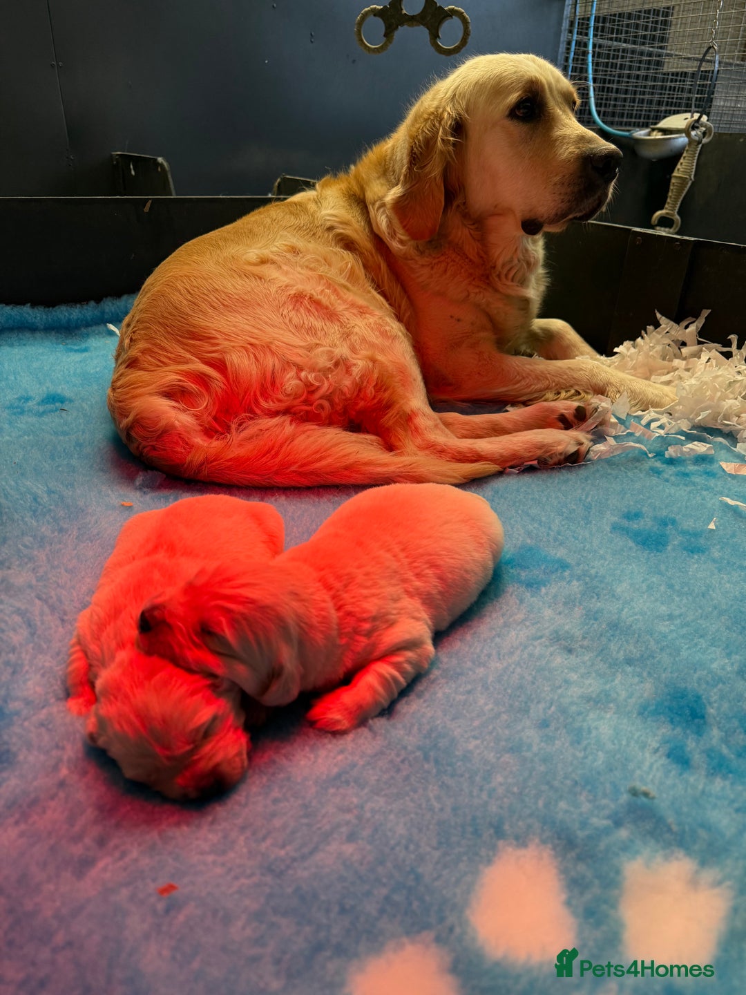 Golden Retriever dogs for sale: 🌸 One gorgeous girl 🌸 - Advert 6