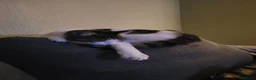 Mixed Breed cats for sale: Narla  - Advert 2