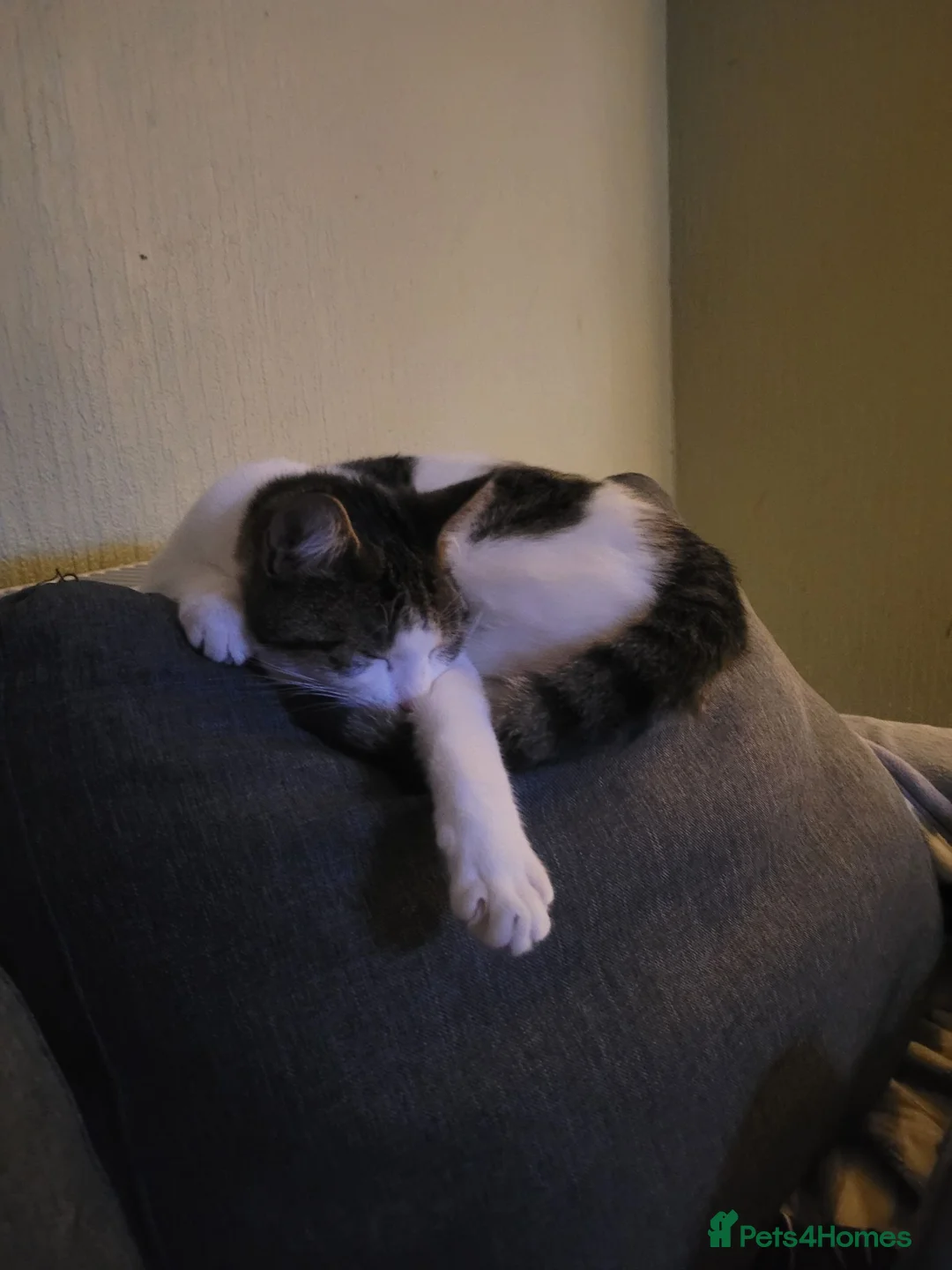 Mixed Breed cats for sale: Narla  - Advert 2