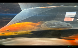 Fancy Goldfish fish for sale: 7 fancy gold fish for sale  - Image 2
