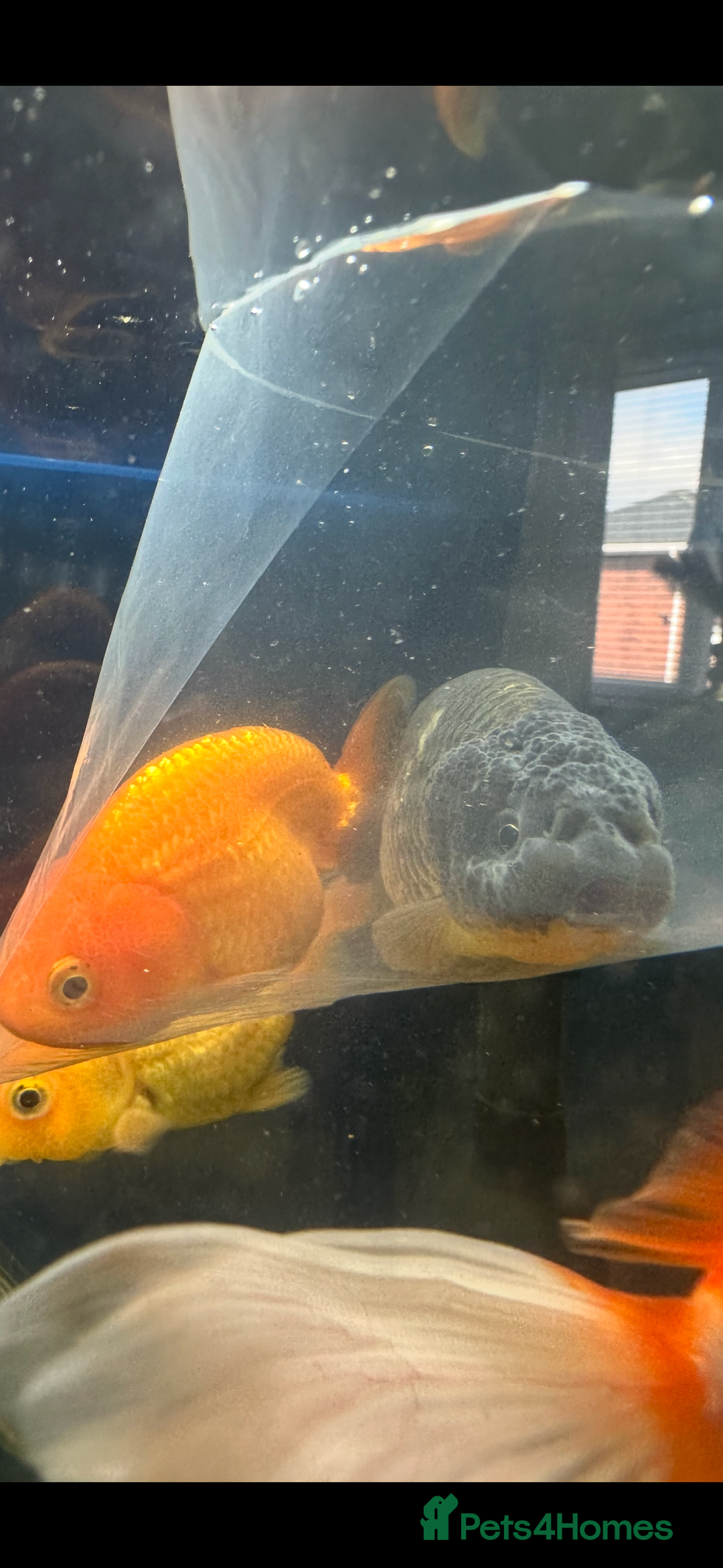 Fancy Goldfish fish for sale: 7 fancy gold fish for sale  - Image 2
