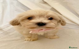Cavapoo dogs for sale: Beautiful Cavapoo’s - Image 15