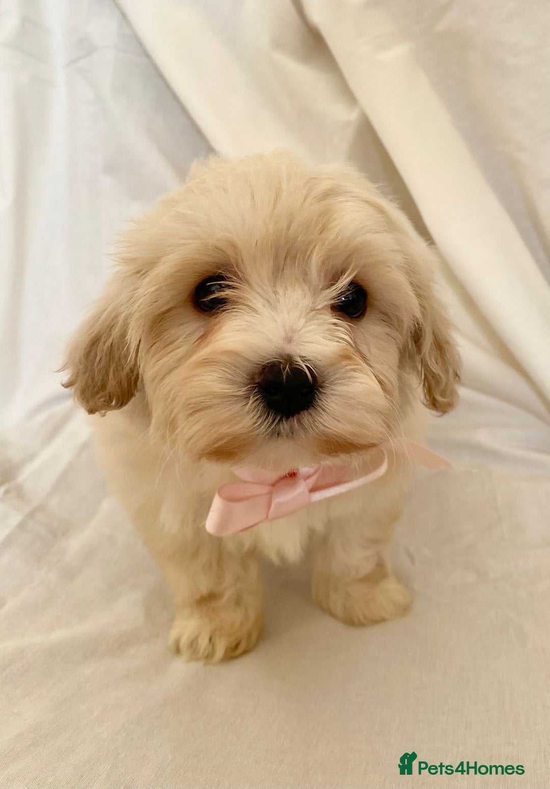 Cavapoo dogs for sale: Beautiful Cavapoo’s - Image 15