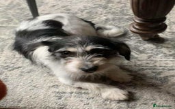 Mixed Breed dogs for adoption: ARIEL - FOR ADOPTION  - Advert 4