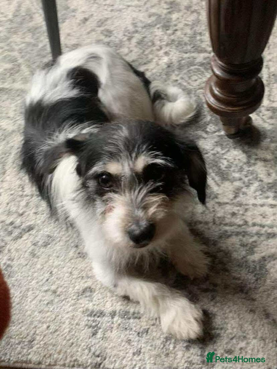 Mixed Breed dogs for adoption: ARIEL - FOR ADOPTION  - Advert 4