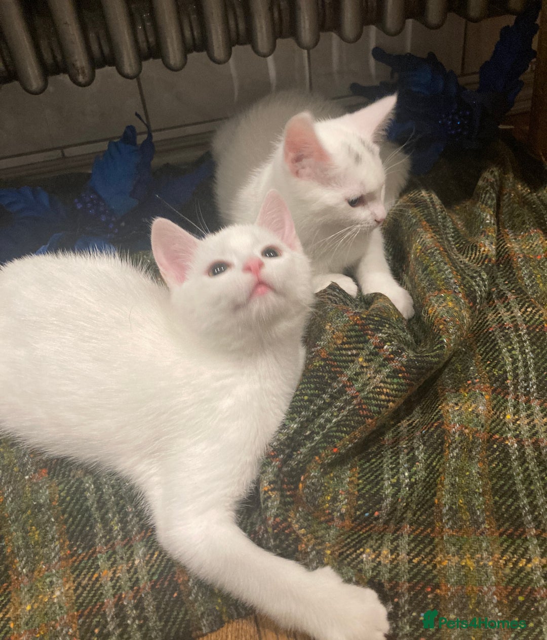 Turkish Van cats for sale: Gorgeous Turkish Van Kittens - Advert 17