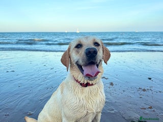 Labrador Retriever dogs for sale - Advert 1