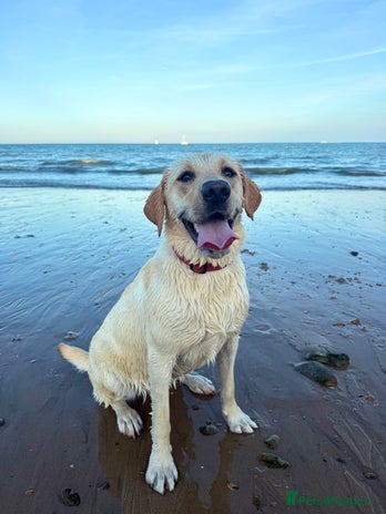 Labrador Retriever dogs - Advert 1