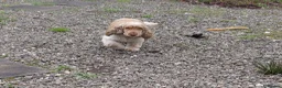 Cocker Spaniel dogs for stud: Orange Roan KC reg Show Cocker Spaniel Stud - Advert 3