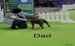 Staffordshire Bull Terrier dogs for sale: 3 chunky puppies  - Image 7