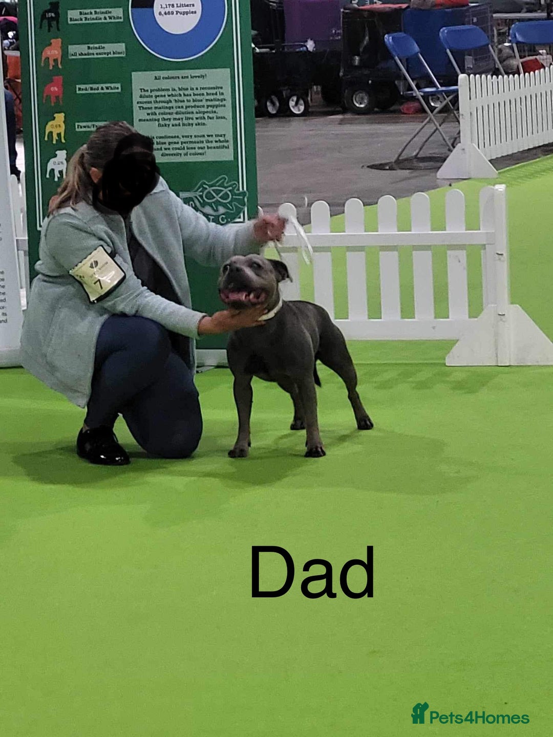 Staffordshire Bull Terrier dogs for sale: 3 chunky puppies  - Image 7