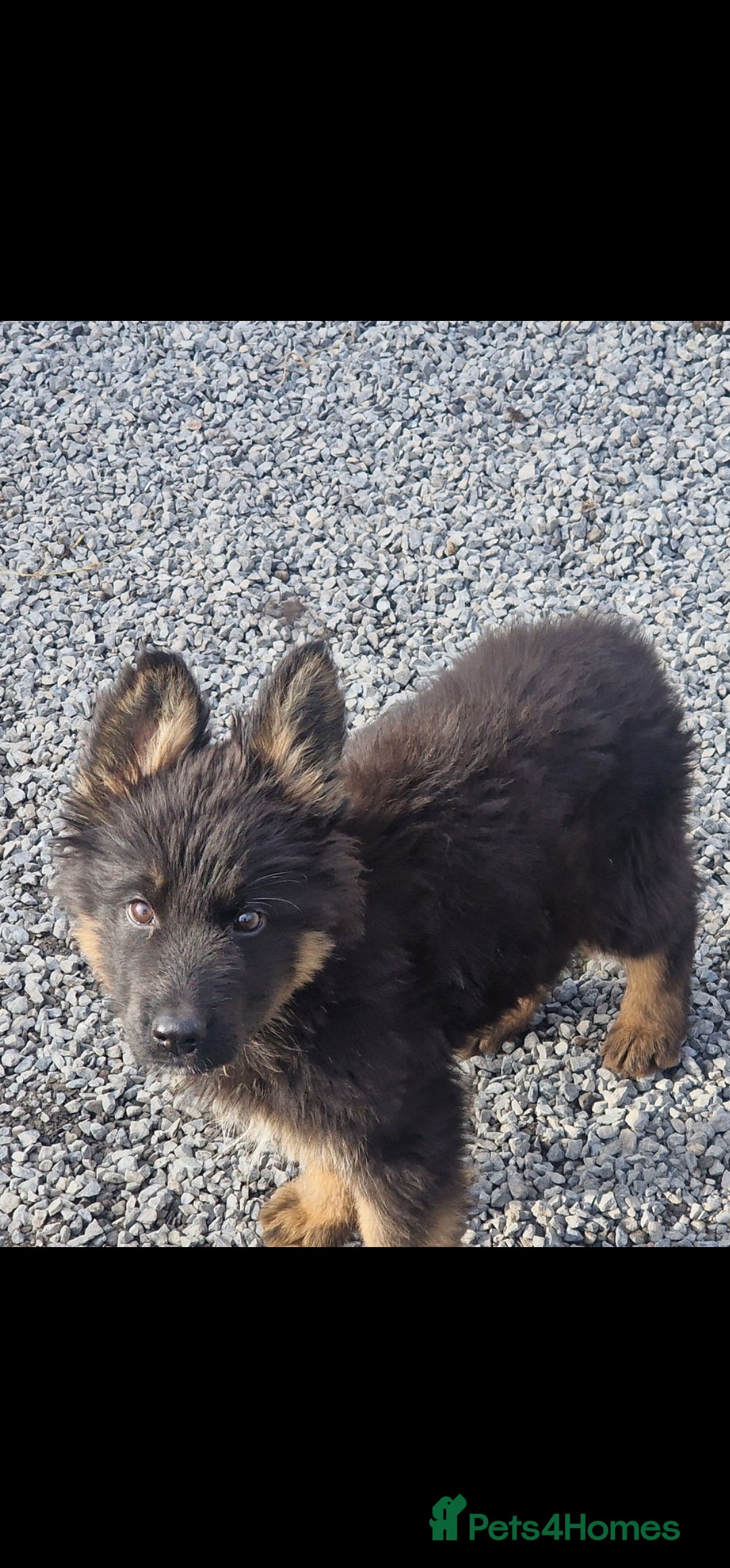 German Shepherd dogs for sale: German Shepherd pups  - Image 13