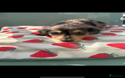 Dachshund dogs for sale: Dachshund  - Image 3