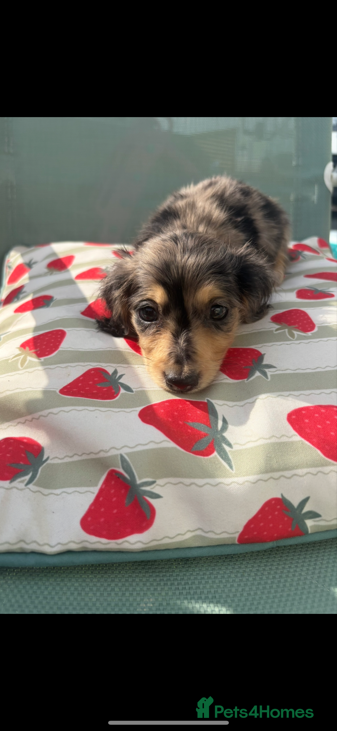 Dachshund dogs for sale: Dachshund  - Image 3