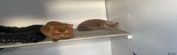 British Shorthair cats for sale: Purebred  British Shorthair Kittens - Advert 29
