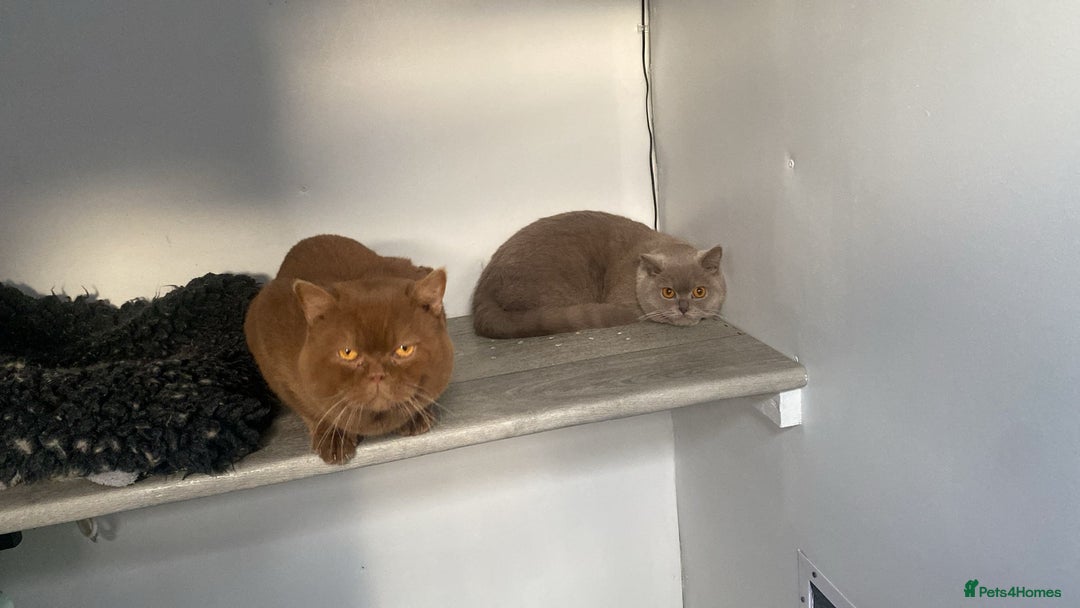 British Shorthair cats for sale: Purebred  British Shorthair Kittens - Advert 29