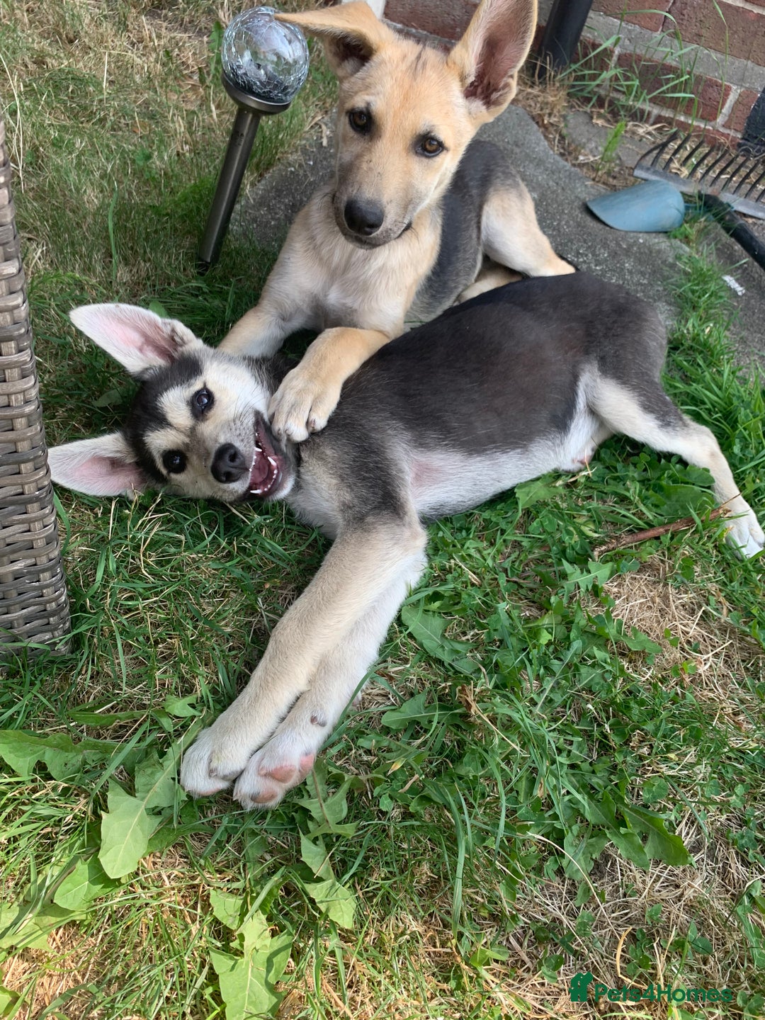 German Shepherd Husky Dalmatian Mix Baby Husky German Shepherd Dog