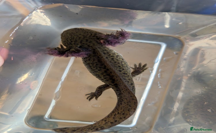 Axolotl reptiles in Stoke-on-Trent - Advert 12