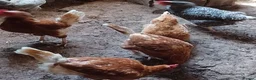 Chickens poultry for sale: Various laying chickens looking for new homes - Advert 2