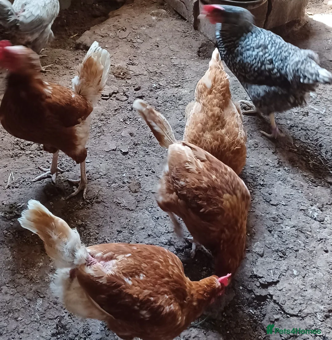 Chickens poultry for sale: Various laying chickens looking for new homes - Advert 2
