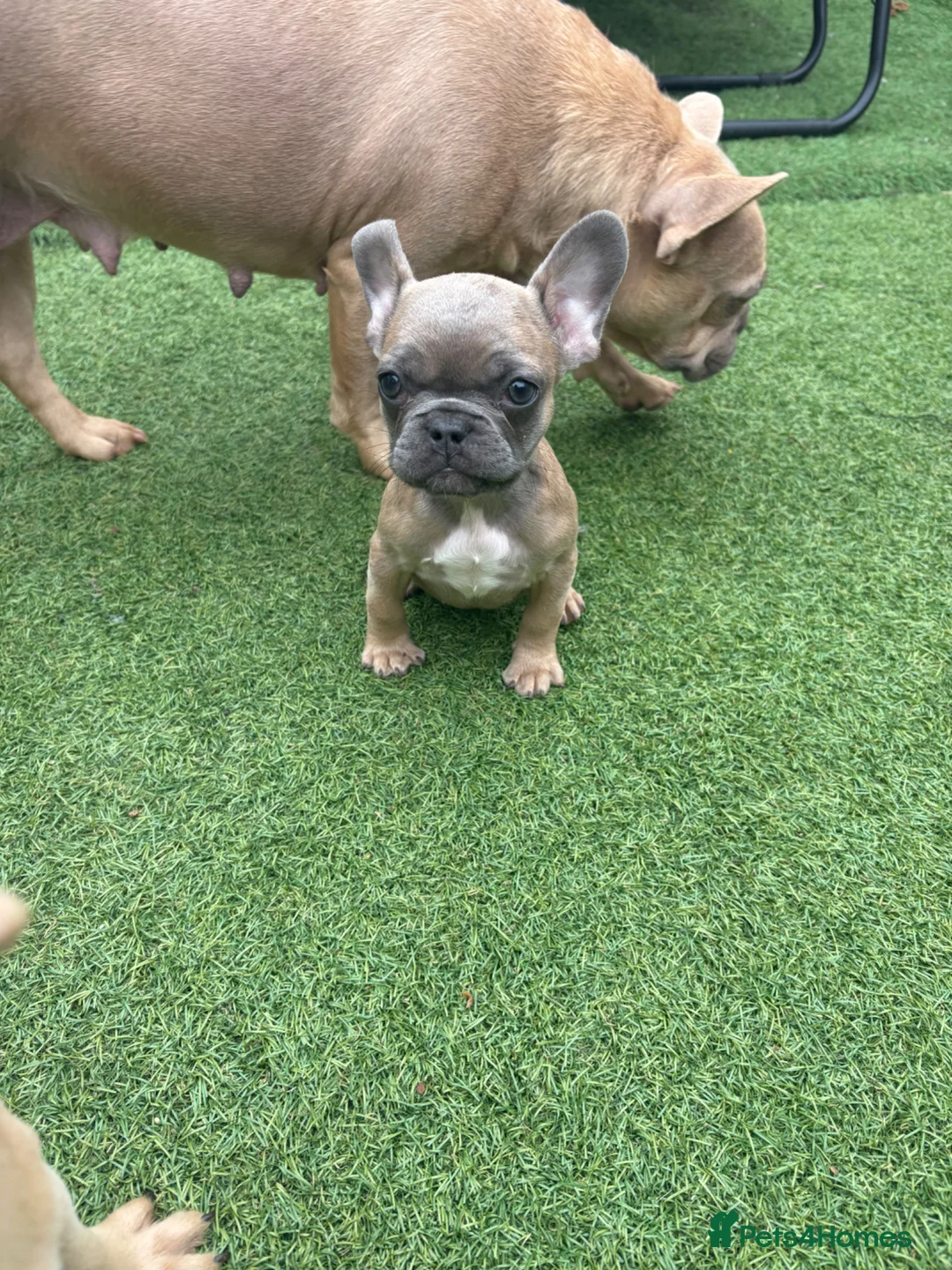 French Bulldog dogs for sale: French bulldog puppies / no time WASTERS  - Advert 1