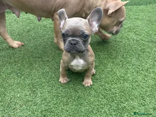 French Bulldog dogs French bulldog puppies / no time WASTERS - Advert 8