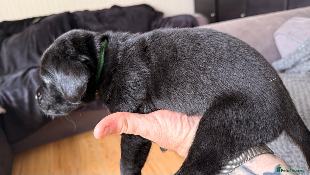 Labrador Retriever dogs for sale: Kc Reg Labrador  Puppies Health Tested Parents - Image 26