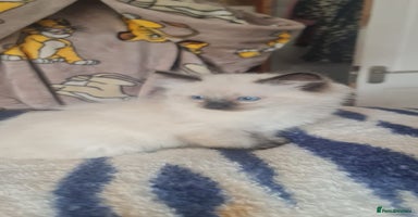 Ragdoll cats - Advert 16