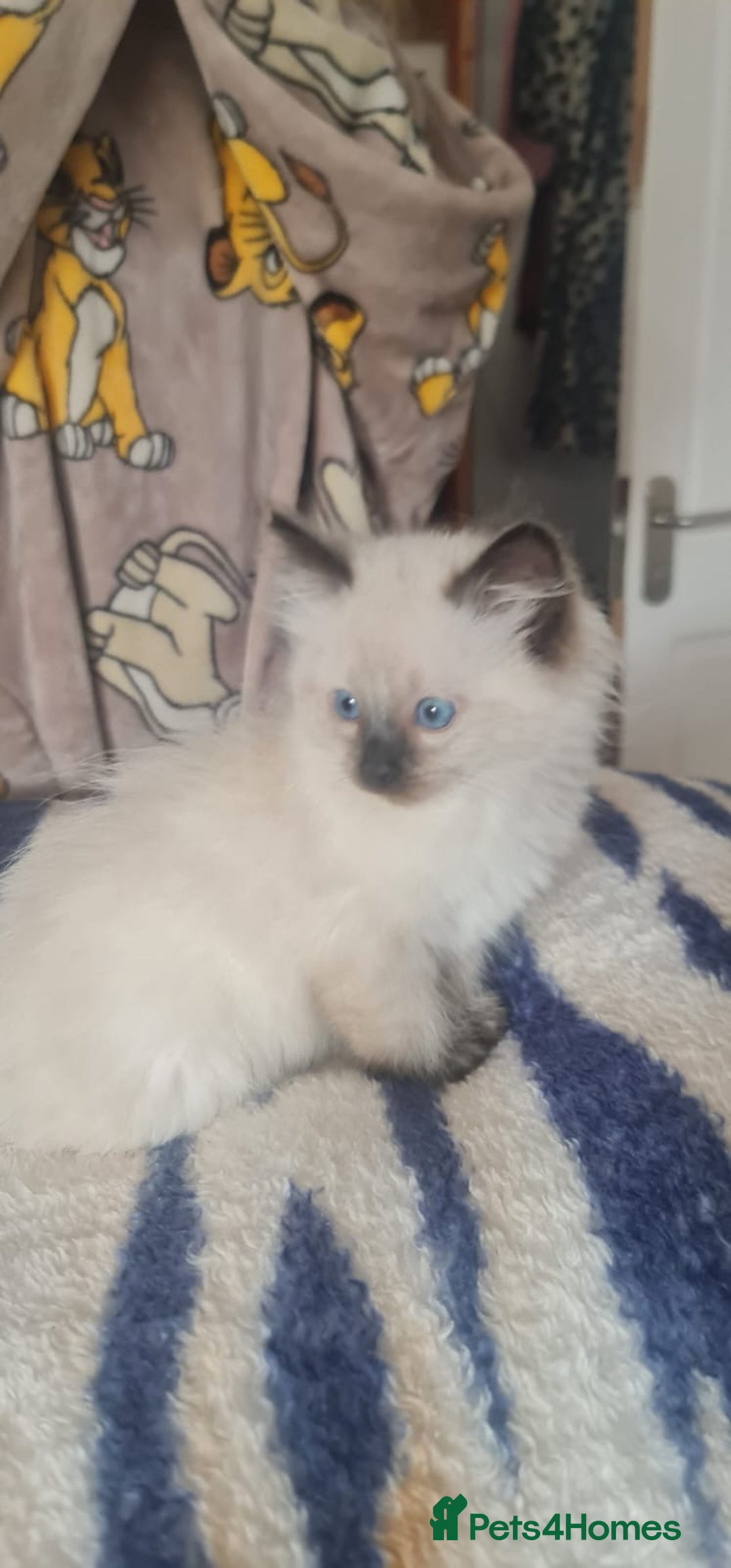 Ragdoll cats for sale: 2 Boys 2 Girls - Image 3