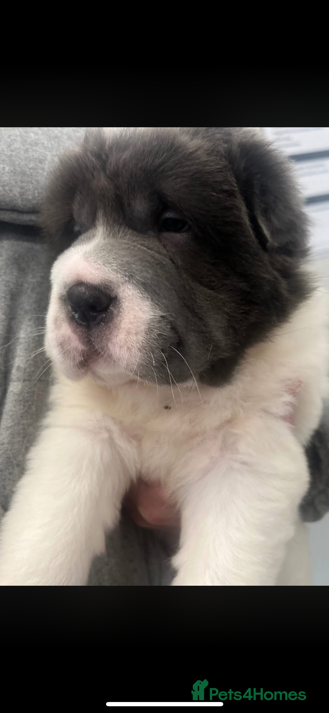 Shar Pei dogs for sale: Ready now amazing bear coat !!!!  - Advert 6