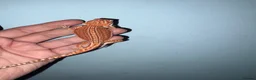 Bearded Dragon reptiles for sale: Very friendly dragons - Advert 4