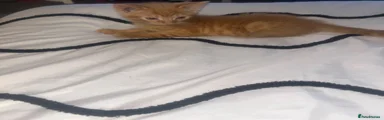 Ginger tabby male