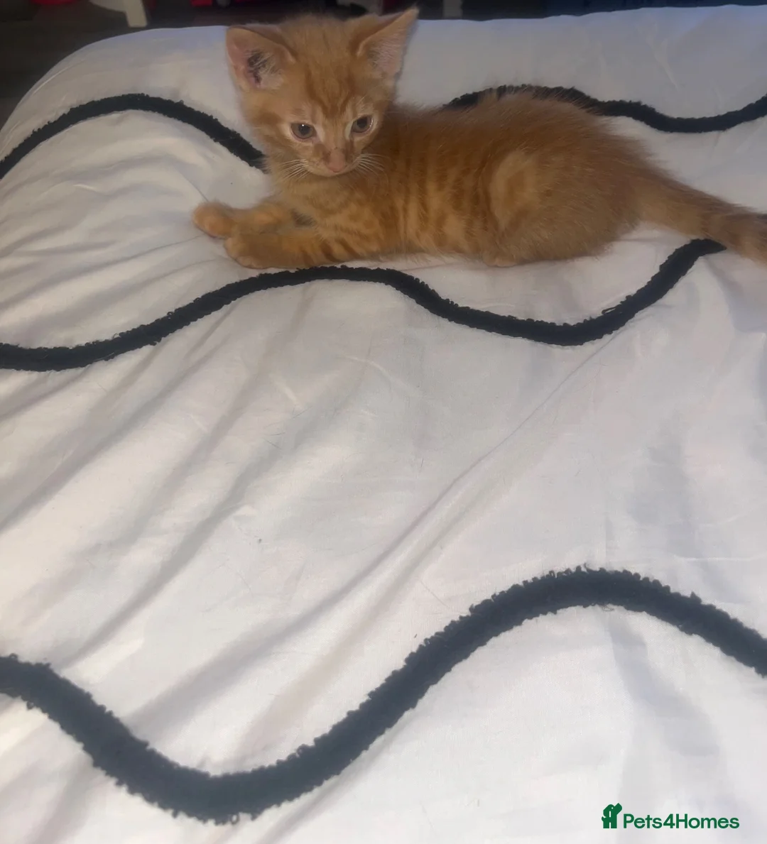 British Shorthair cats for sale: 3 loving kittens for sale in Birmingham - Advert 4