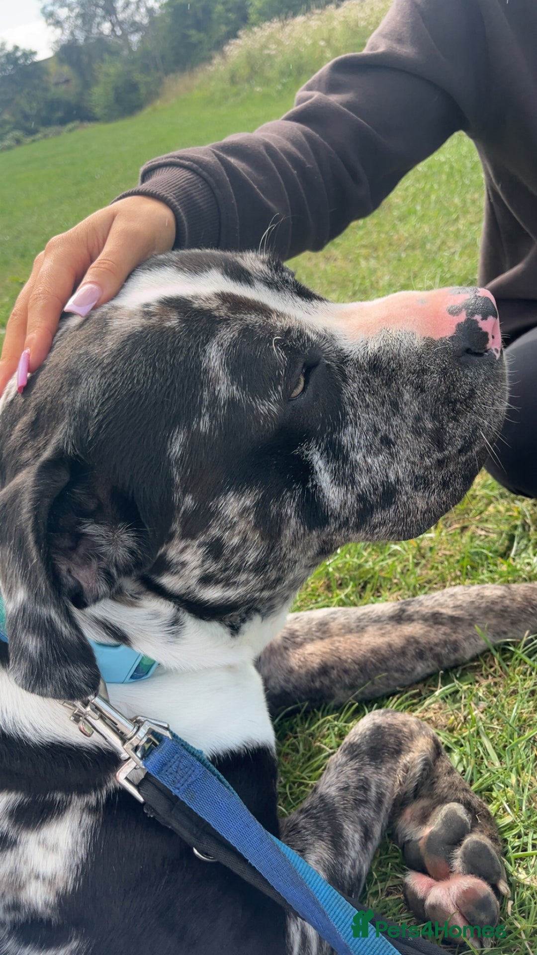 Bullmastiff dogs for sale: Bullmastiff cross staffy - Image 3