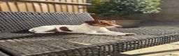 Jack Russell dogs for sale: 🐾 Traditional short legged Jack Russel puppy’s 🐾 - Advert 3