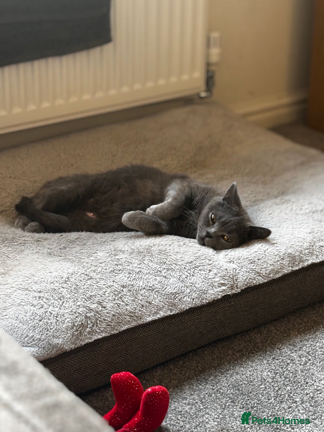 British Shorthair cats for sale: Adorable kittens READY NOW in Wakefield - Image 13