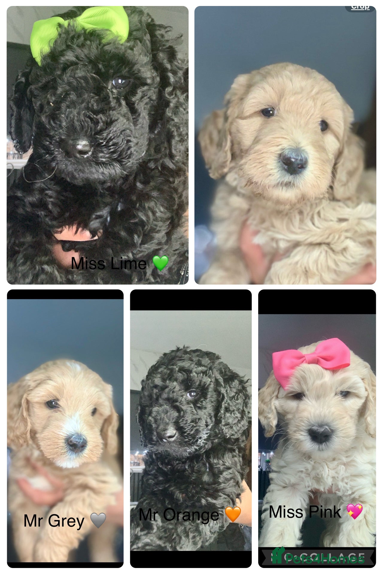 Double Doodle dogs Labradoodle  - Advert 3