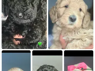 Double Doodle dogs Labradoodle - Advert 3