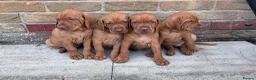 Hungarian Vizsla dogs for sale: 🌟Stunning, strong health tested KC pups 🌟  - Advert 3