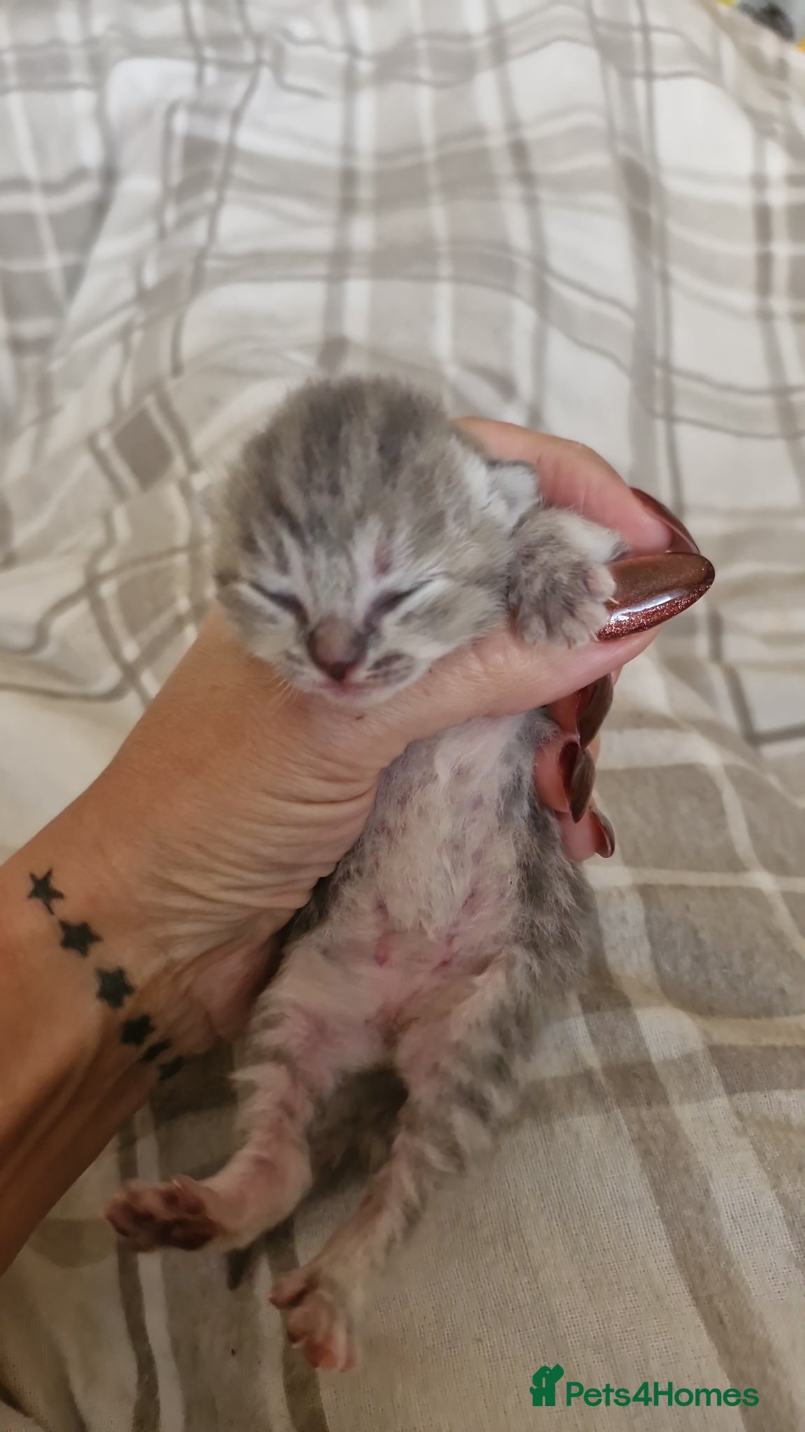 British Shorthair Kitten 2