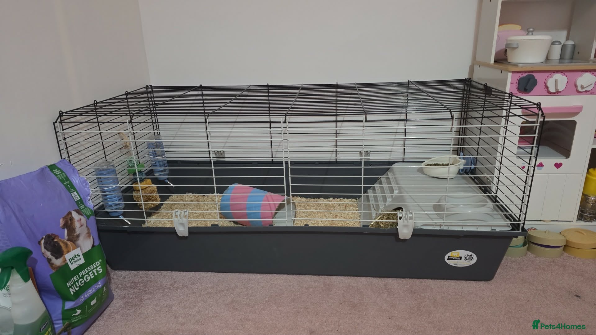 Guinea Pig rodents X2 male guinea pigs - Advert 1