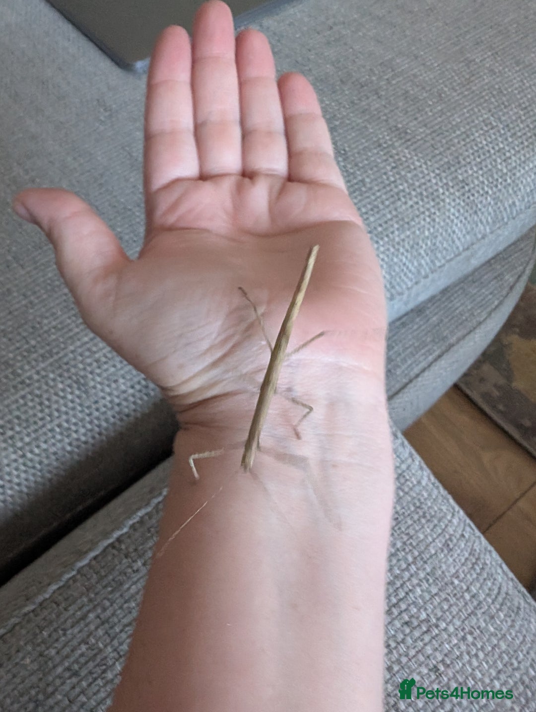 Stick Insects invertebrates for sale: Free stick insects - Image 2